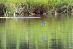 カワセミも飛ぶ水面