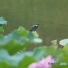 お刺身だけでなく