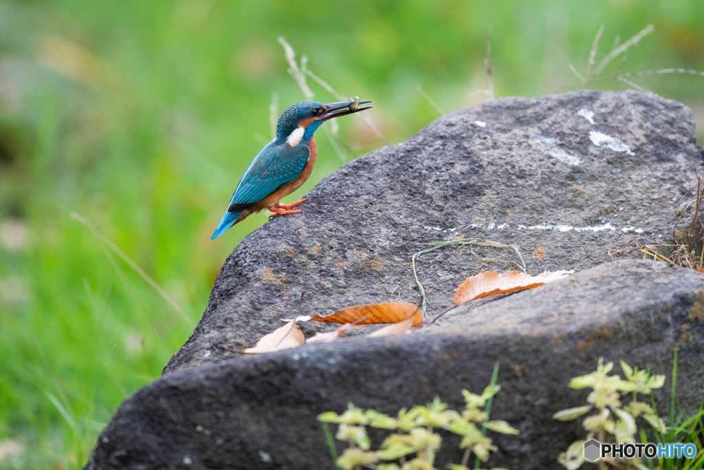 ちびっこゲット