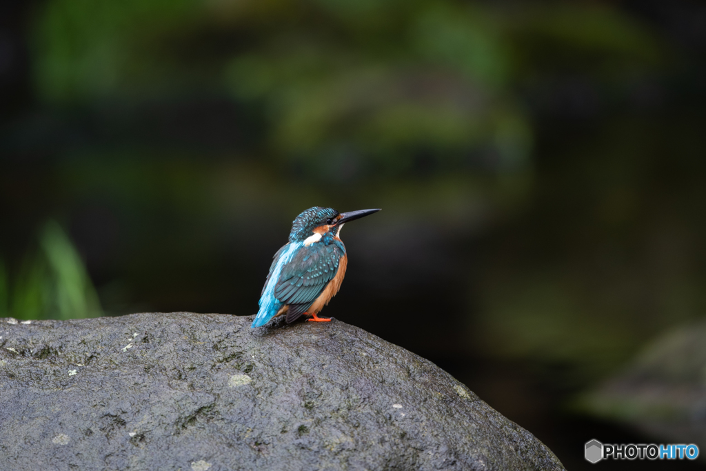 しっとりと佇む