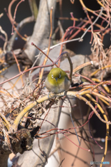 なんだこの野郎 (-"-) なんだこの野郎 (-"-)