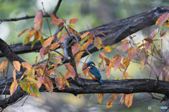 黄葉の中にブルー