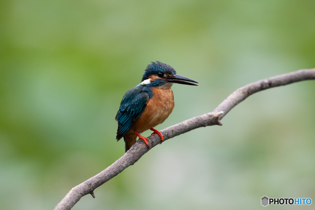 なかなかの男前