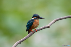 なかなかの男前