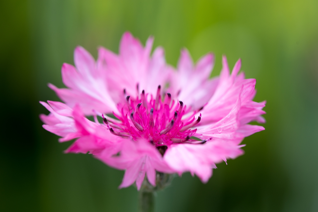 庭を彩る花々 ♯19