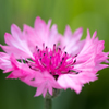 庭を彩る花々 ♯19