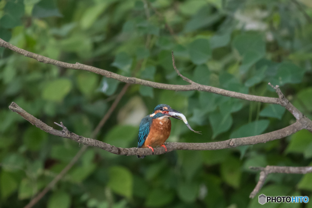 いただきまーす