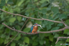 いただきまーす