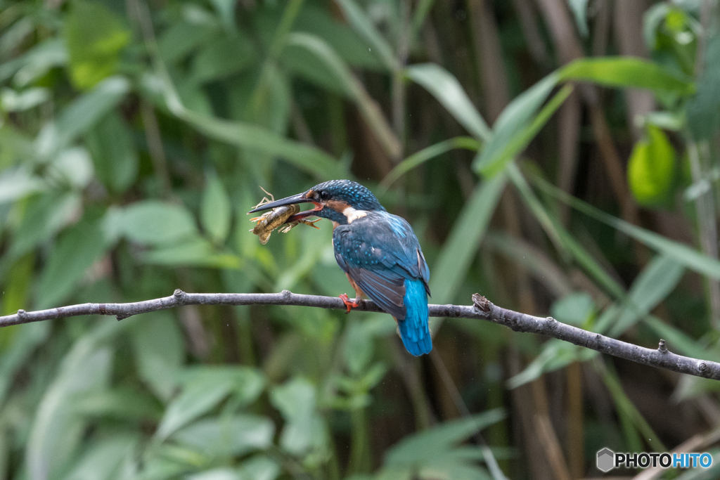 いただきまーす！