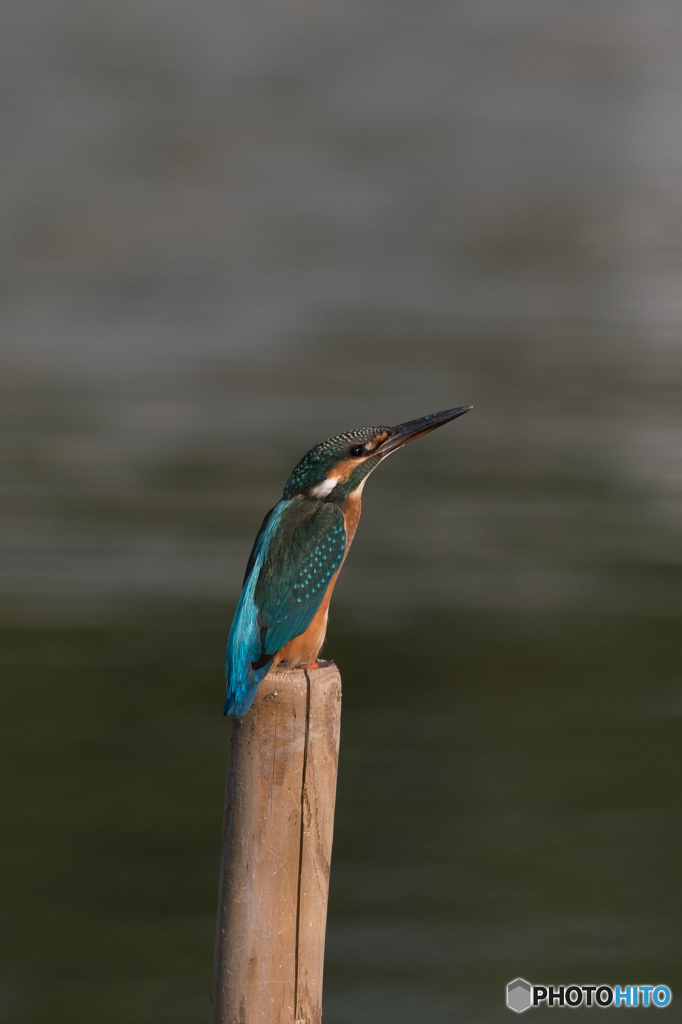 夕日を浴びてスリムに構える