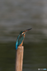 夕日を浴びてスリムに構える