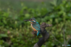 水も滴るいい男