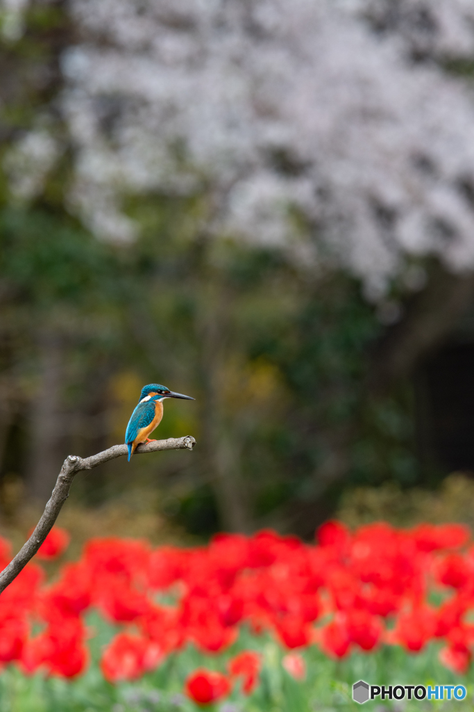 桜とチューリップに挟まれ