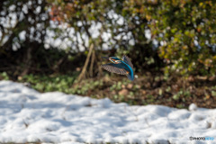 雪カワ飛翔
