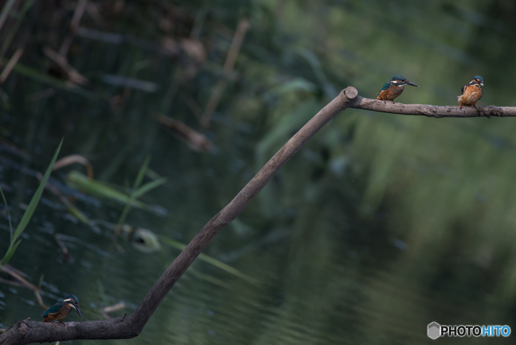 ここでも 「兄 ｖｓ 父 + 弟」 か？　