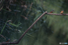 ここでも 「兄 ｖｓ 父 + 弟」 か？　