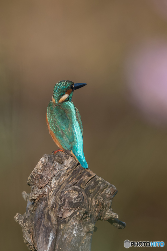 エメラルドグリーン