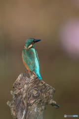 エメラルドグリーン