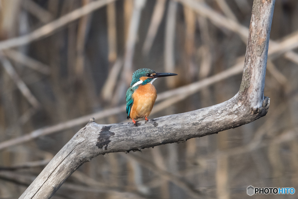 左向け～、左！