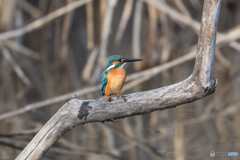 左向け～、左！