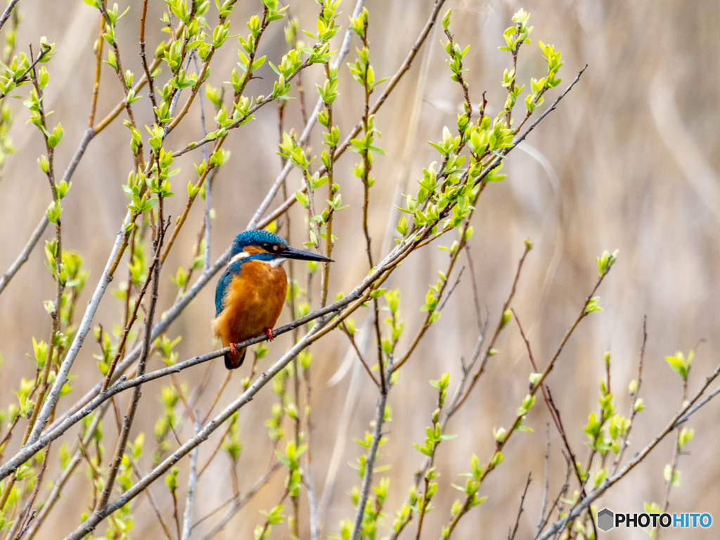 柳の緑に囲まれて