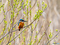 柳の緑に囲まれて