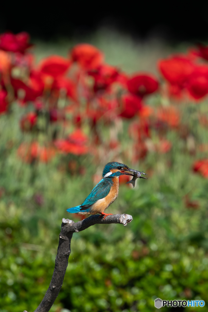 花のある食卓
