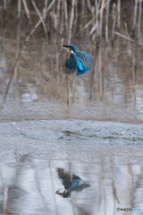 カワセミ 離水後