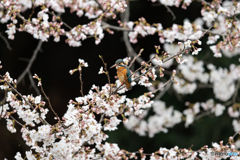 桜花に埋もれて