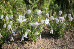 お庭の花