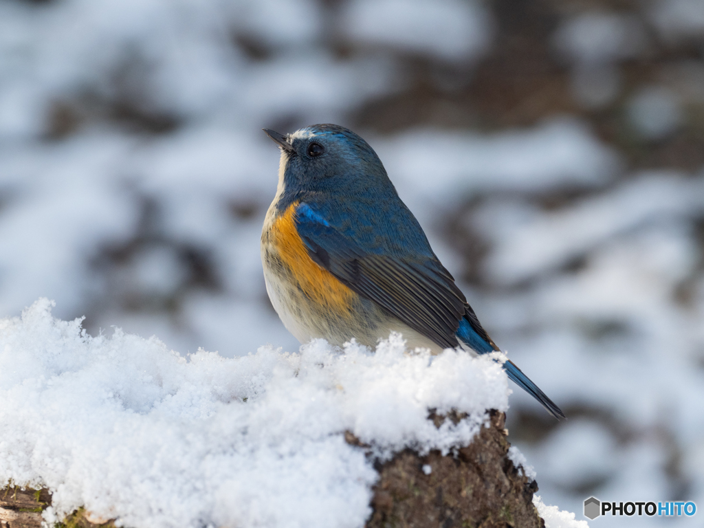 雪ビタキ