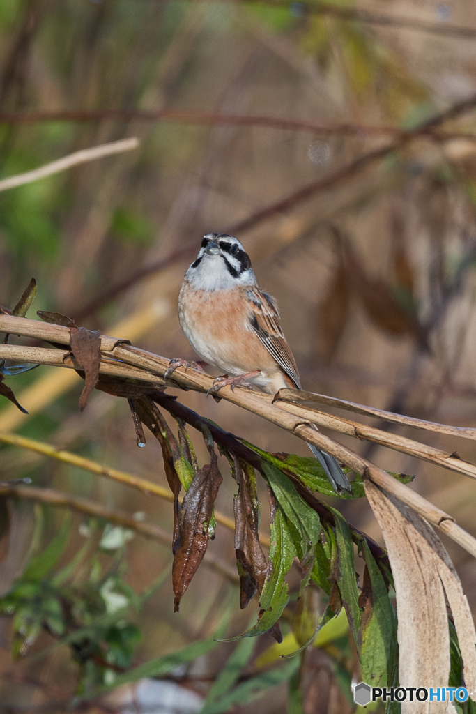 ホオジロ 
