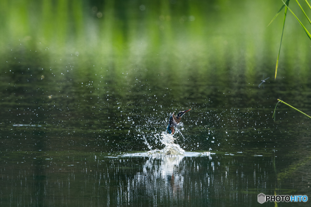 水面からの飛び出し