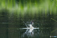 水面からの飛び出し