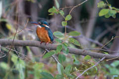 キラキラお目目