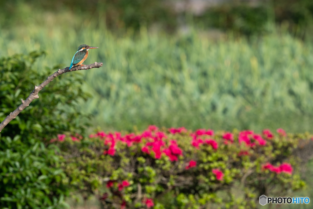 花の公苑で久し振りのカワセミ
