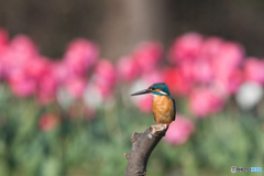 ピンクを纏って ピンクを纏って