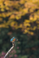 銀杏と山茶花をバックに
