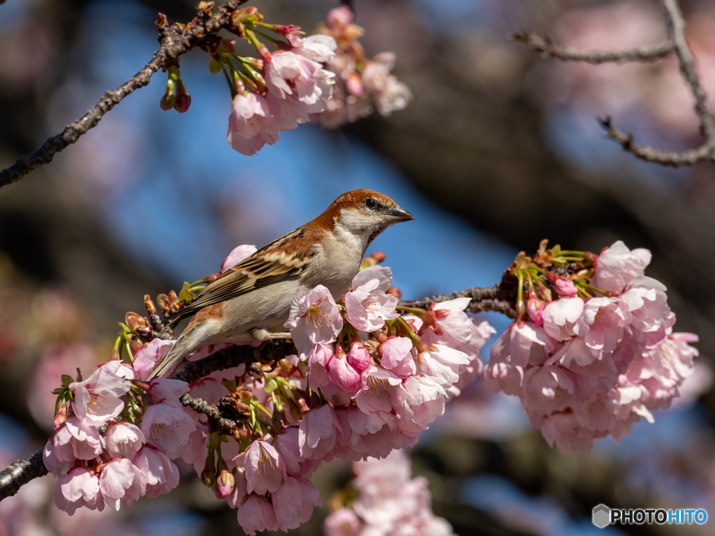 ニュウナイ桜