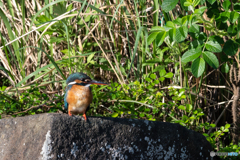 久し振りのカワセミ 