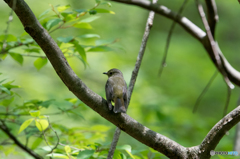 キビタキ雌  キビタキ雌