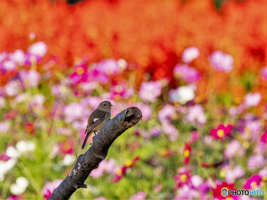 ジョウビタキも花に囲まれて