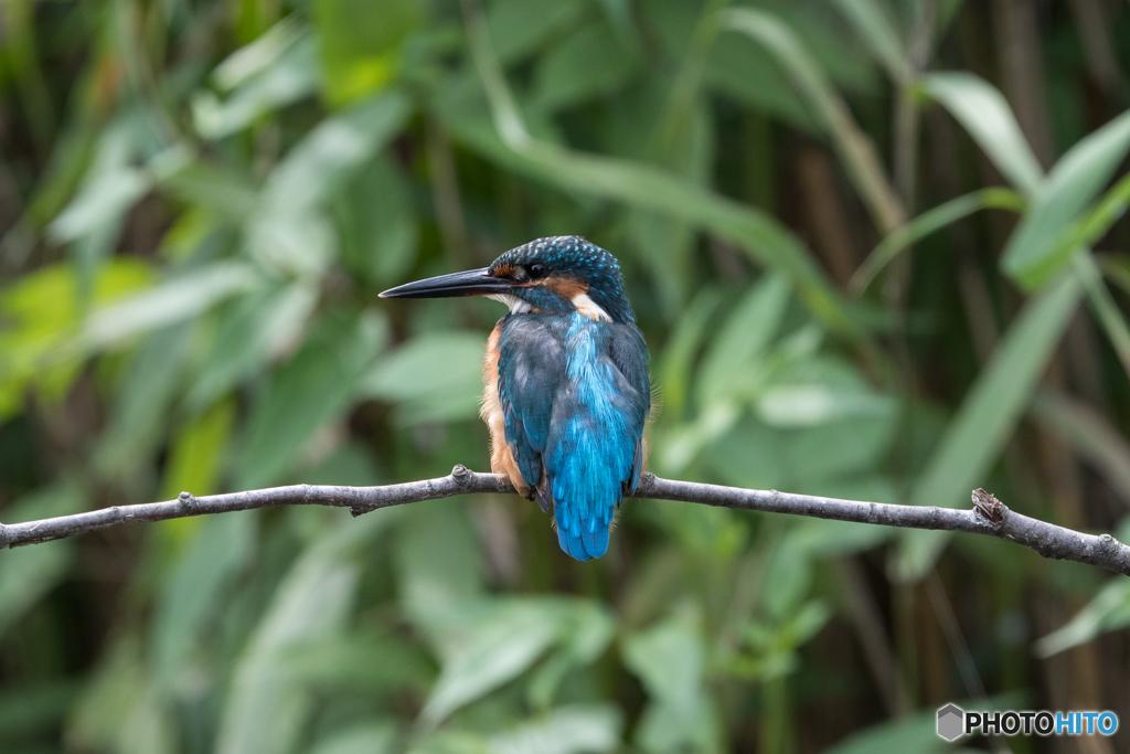 久し振りのカワセミブルー♡