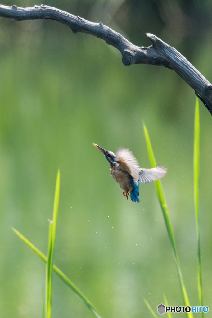 カワセミ 戻り4