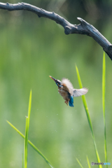 カワセミ 戻り4