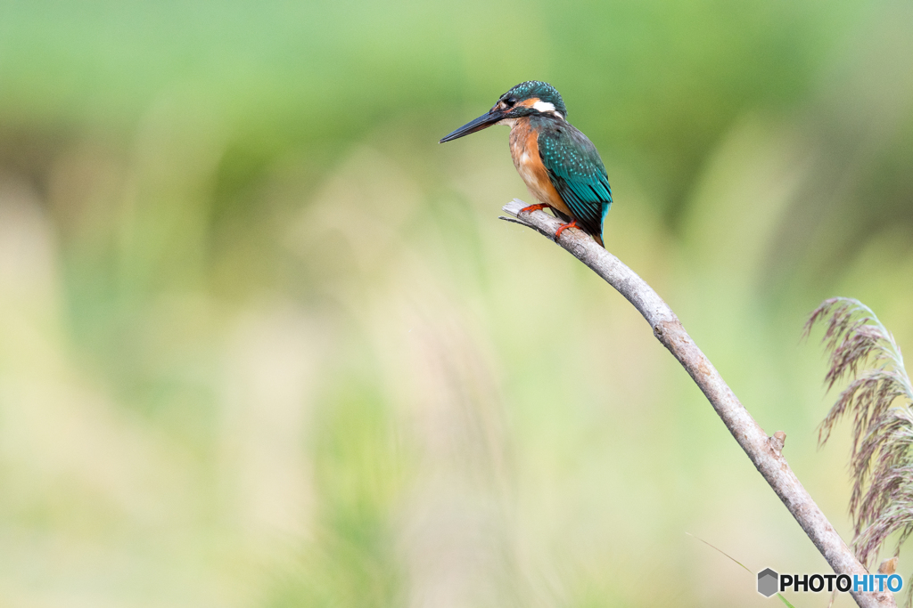 秋口のカワセミ