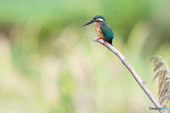 秋口のカワセミ