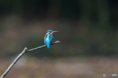 カワセミ ブルー