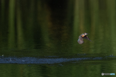 カワセミ 離水
