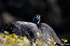 陽射しを浴びて